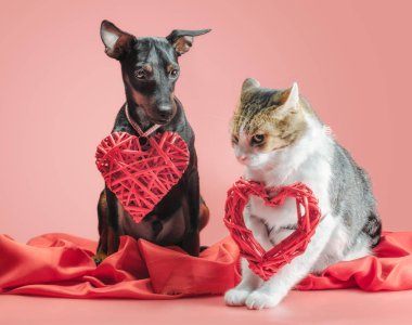 miniature pinscher puppy and cat with valentines day decor close up