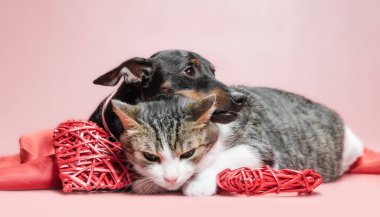 miniature pinscher puppy and cat with valentines day decor