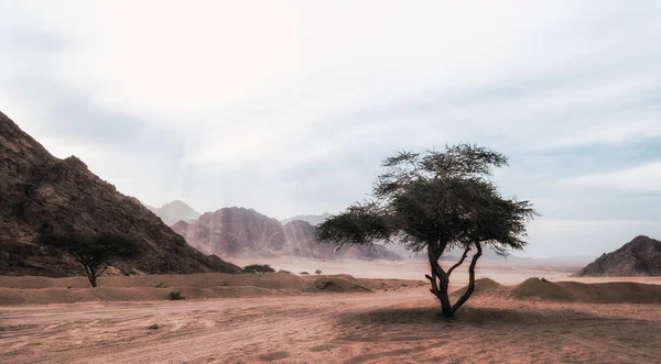 Raios de sol brilham em uma árvore no deserto sem pessoas no Egito — Fotografia de Stock