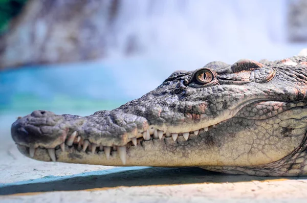 Krokodilkopf mit zahmem Mund und grünen Augen in Großaufnahme — Stockfoto