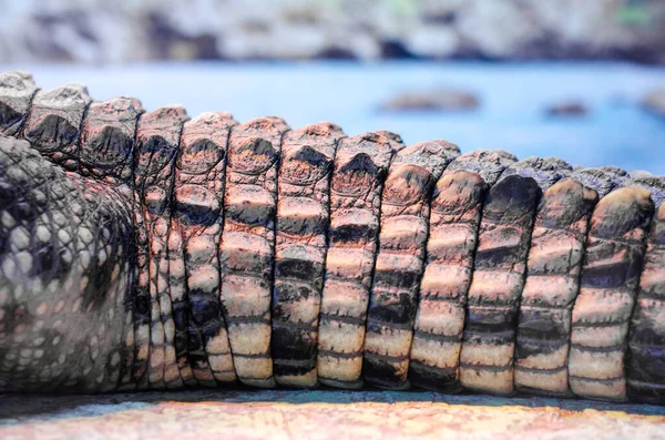 Cola de cocodrilo en el fondo del río — Foto de Stock