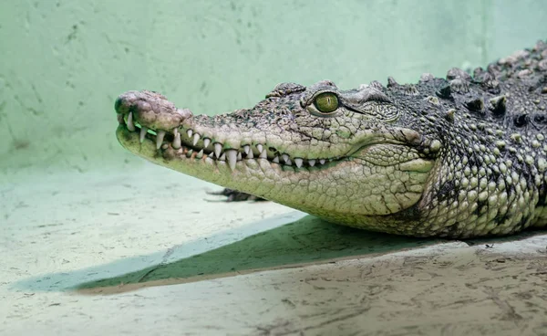 Krokodilkopf Mit Zahmem Mund Und Gelbem Auge Isoliert Großaufnahme Auf — Stockfoto