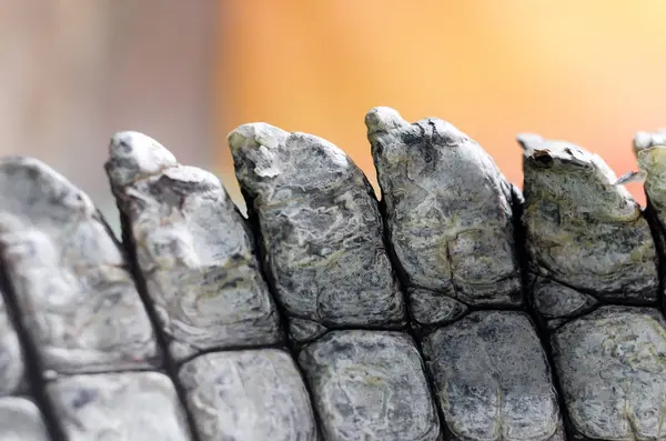 Крокодиловая Кожа Аллигатора — стоковое фото