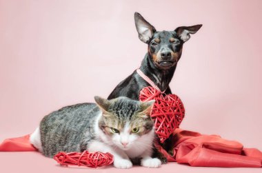 Kurnaz minyatür köpek yavrusu ve sevgililer günü dekorlu hoşnutsuz kedi.