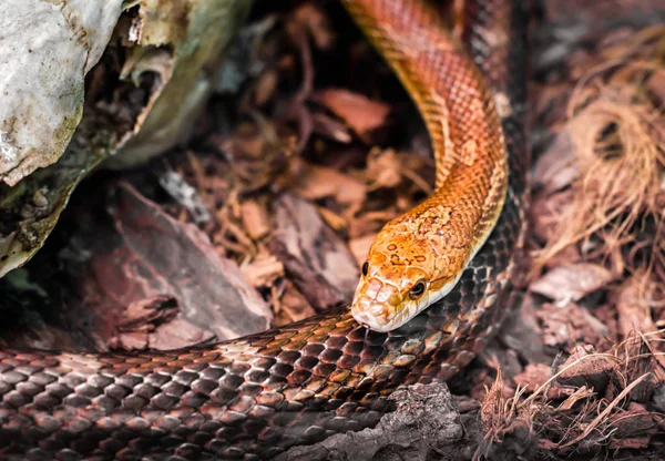 Gevaarlijke Slangenjacht Het Wild Het Bos Van Dichtbij — Stockfoto