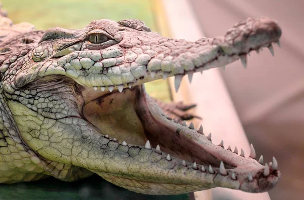 Krokodilkopf Mit Zahmem Mund Und Gelbem Auge Isoliert Großaufnahme Auf — Stockfoto