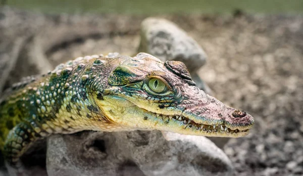 Krokodilkopf Mit Zahmem Mund Und Gelbem Auge Großaufnahme Auf Grünem — Stockfoto