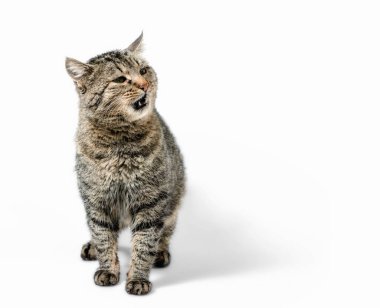 Beyaz arka planda ağzı açık gri bir kedi izole edilmiş.