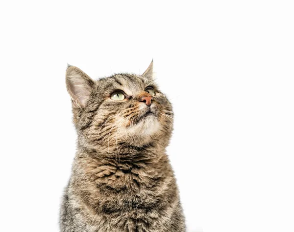 Сірий Кіт Дивиться Портрет Білому Тлі Ізольовано — стокове фото