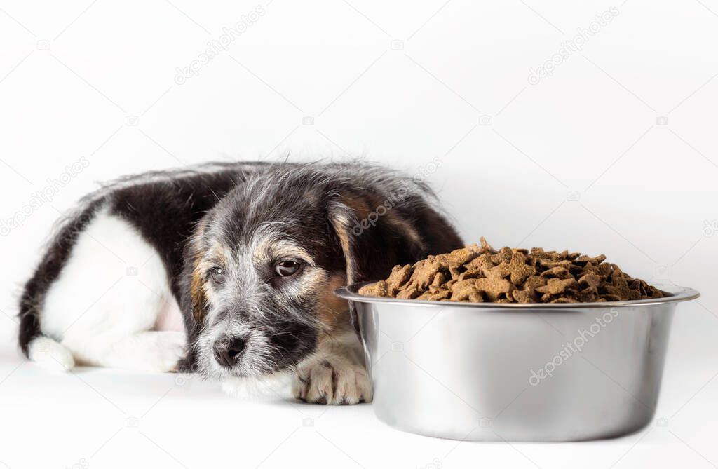 shaggy puppy mongrel with a metal bowl of dry food