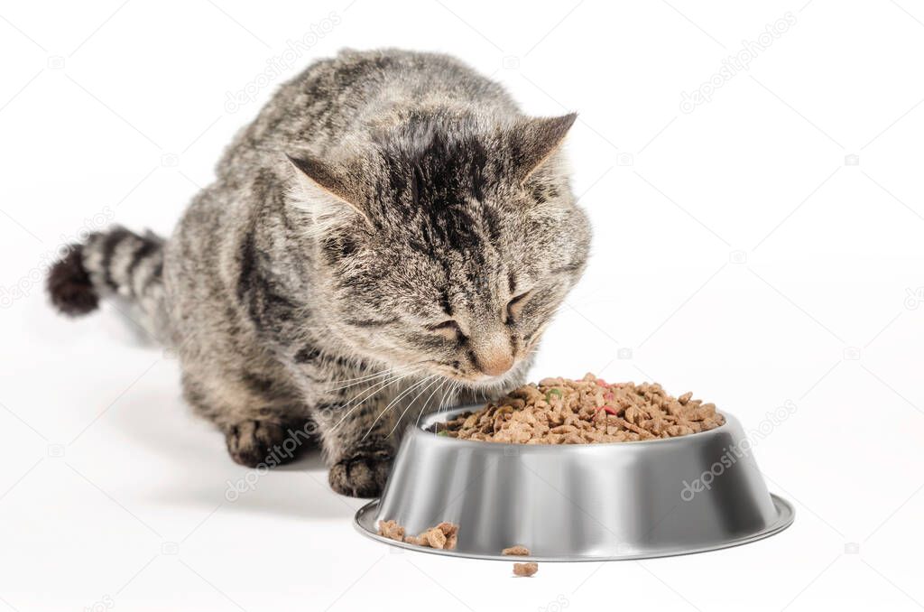 gray mongrel cat with a bowl of dry food on a white background isolated