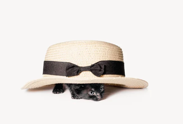 一只黑色的小猫躲在古旧的帽子下 躲在白色的背景下偷窥 — 图库照片