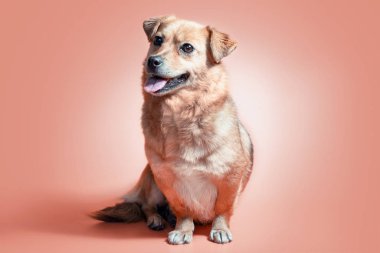 Şeftali rengi arka planda gülümseyen melez kırmızı köpek.