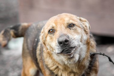 Hüzünlü gözlü melez köpek. Yakından bak.