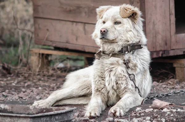 農場の古いスタイルのフォトコースのチェーン上のモングレル犬 — ストック写真