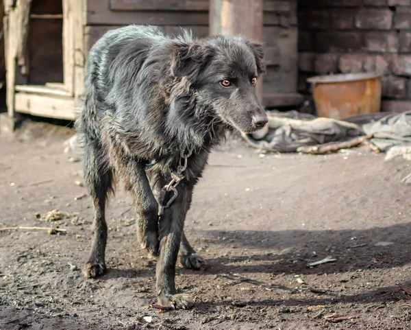 農場の古いスタイルのフォトコースのチェーン上のモングレル犬 — ストック写真