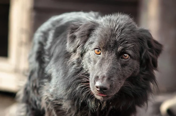 Mischlingshund Mit Traurigen Augen Porträt Aus Nächster Nähe — Stockfoto