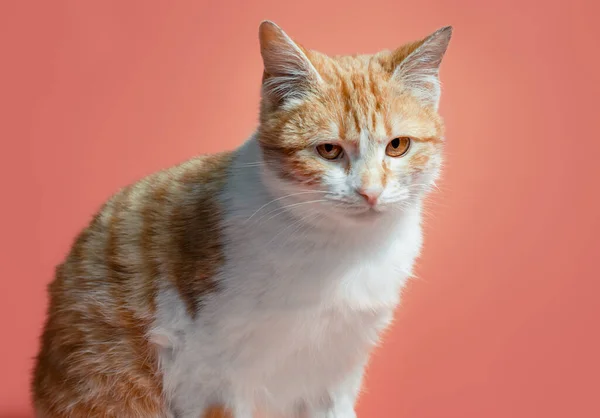 White-red cat on an orange background looks with reproach — Stock Photo, Image