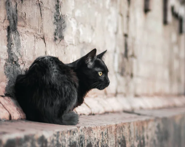 Ulice Černá Kočka Sedí Blízkosti Starého Cihlového Domu Hodinky Zblízka — Stock fotografie