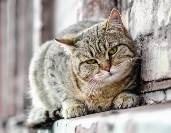 Gato Calle Sienta Alféizar Una Vieja Casa Ladrillo Mira Cerca —  Fotos de Stock