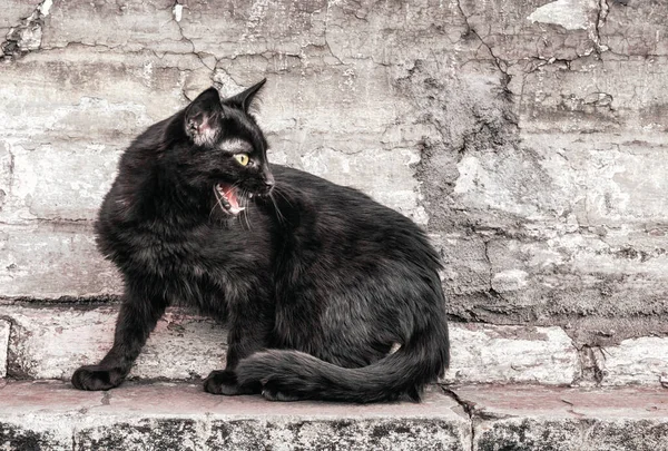 Agressieve Boos Straat Zwart Kat Zit Buurt Van Een Oude — Stockfoto