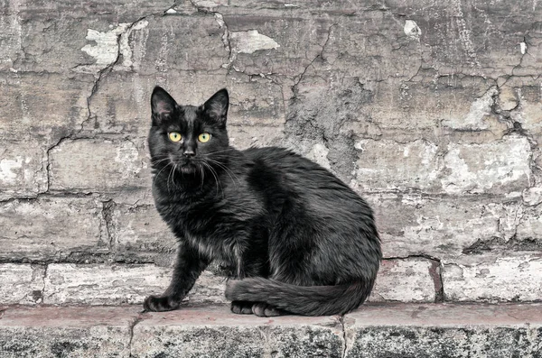 Straat Zwart Kat Zit Buurt Van Een Oude Baksteen Huis — Stockfoto