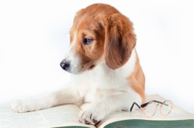 Uzun kulaklı beyaz-kırmızı saçlı köpek yavrusu büyük yeşil bir kağıt kitap serer.