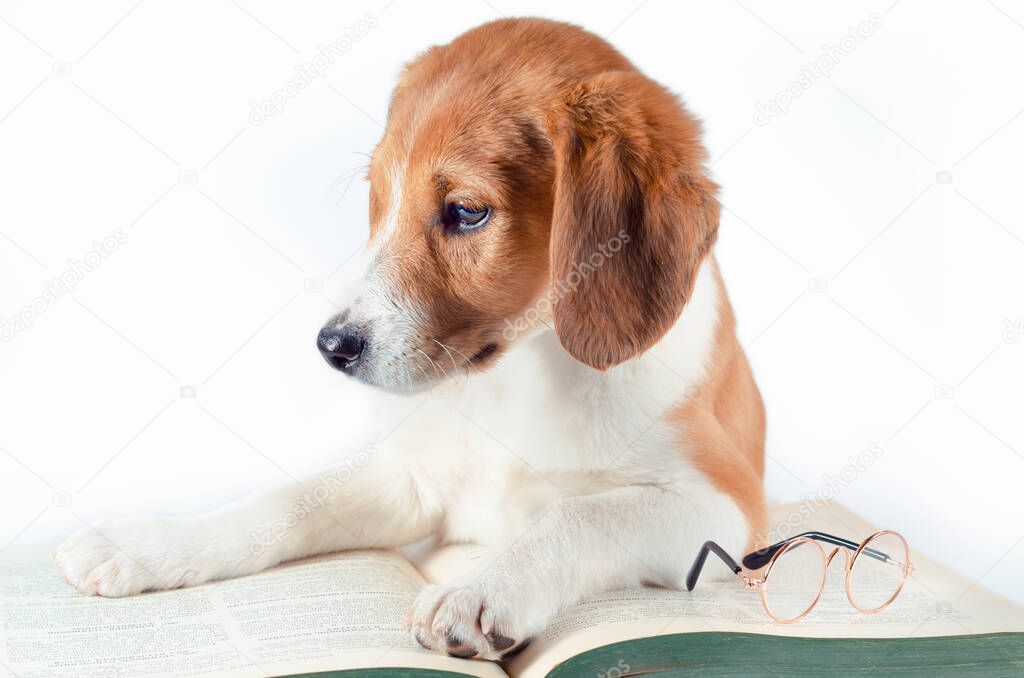 white-red-haired puppy with long ears lays a large green paper book