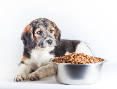 shaggy puppy mongrel with a metal bowl of dry food