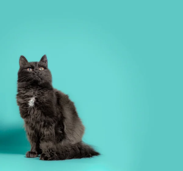Svart Fluffig Katt Tittar Upp Turkos Bakgrund — Stockfoto