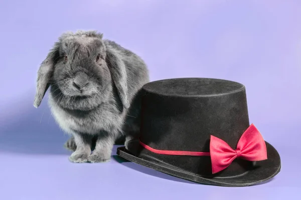 Gray Lop Eared Dwarf Rabbit Next Black Cylinder Hat Violet — Stock Photo, Image