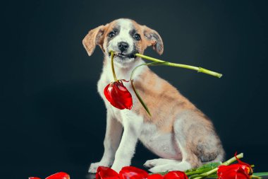 Tatlı piebald köpek yavrusu, dişlerinin arasında bir lale çiçeği tutuyor.