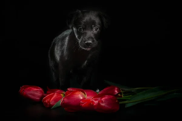 little black puppy on a dark background with tulip flowers