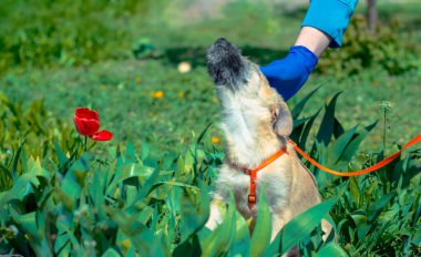 Mavi veteriner üniformalı bir adam yeşil çimlerde oturan köpek yavrusunu okşuyor.