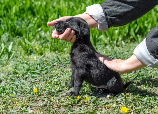 黄色のタンポポのある緑の芝生の上の女性の手に黒いモングレルの子犬 — ストック写真