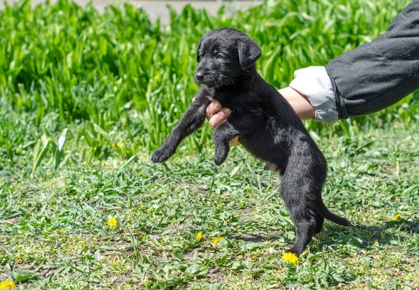 Pequeno Cachorro Mestiço Preto Mãos Femininas Gramado Verde Com Dentes — Fotografia de Stock