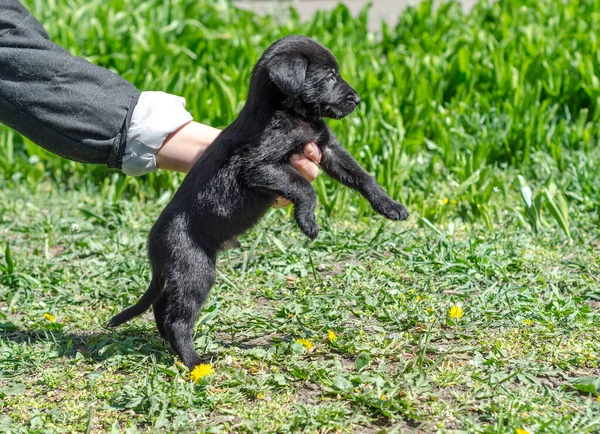 Pequeno Cachorro Mestiço Preto Mãos Femininas Gramado Verde Com Dentes — Fotografia de Stock