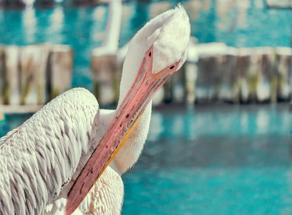Różowy Pelikan Czyści Pióra Niebieskim Jeziorze — Zdjęcie stockowe