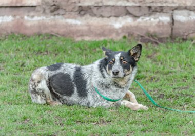 Korkmuş siyah ve beyaz köpek köpek tasmalı yeşil çimlerde uzanıyor.