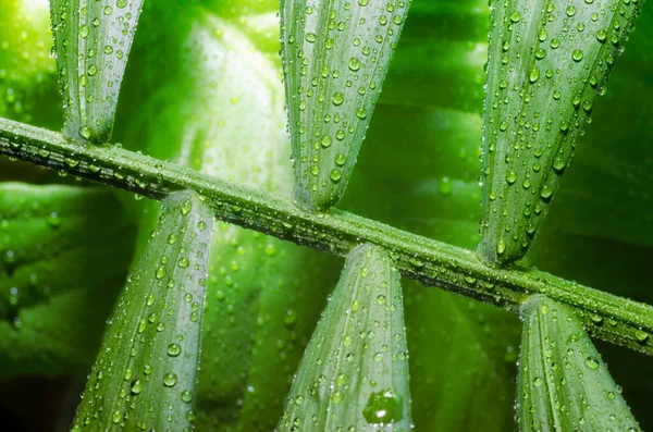 Зеленый Лист Тропического Растения Капельками Росы Деталях Макрос — стоковое фото