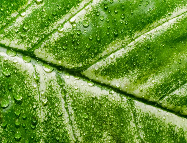 Зеленый Лист Растения Капельками Росы Деталях Макрос — стоковое фото
