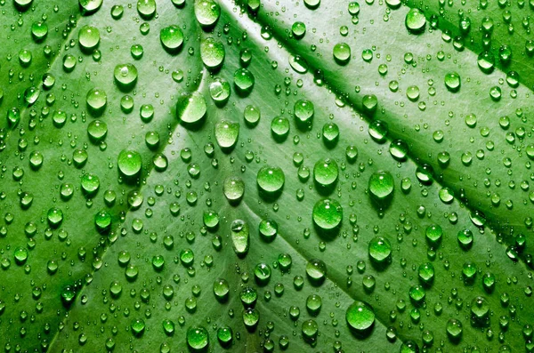 Green Leaf Plant Dew Drops Detail Macro — Stock Photo, Image