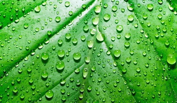 Зеленый Лист Растения Капельками Росы Деталях Макрос — стоковое фото