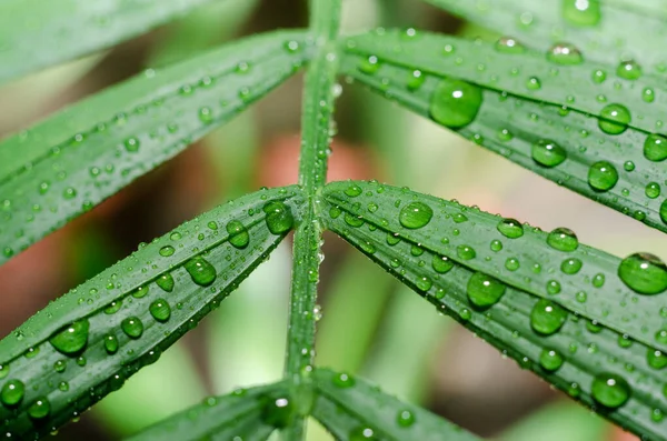 Зеленый Лист Тропического Растения Капельками Росы Деталях Макрос — стоковое фото