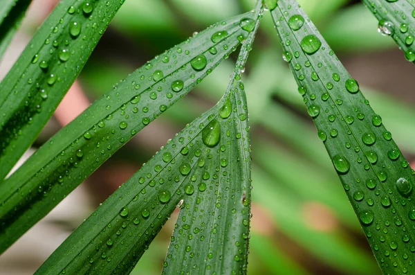 Folha Verde Uma Fábrica Tropical Com Gotas Orvalho Detalhadamente Macro — Fotografia de Stock