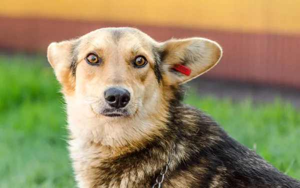 Mongrel hond met een rode tag in het oor op een achtergrond van groen gazon — Stockfoto