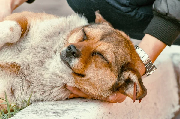 Pet cuidado cabeça de um cão rafeiro em mãos femininas — Fotografia de Stock