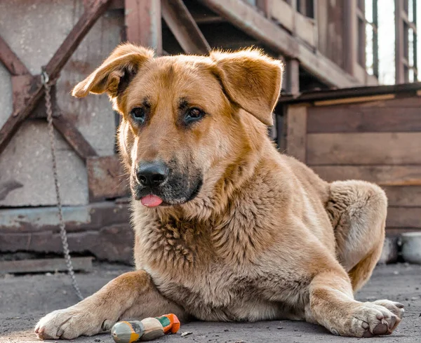 Duży czerwony łańcuch pies kłamie i pokazuje język obok drewnianego stoiska — Zdjęcie stockowe