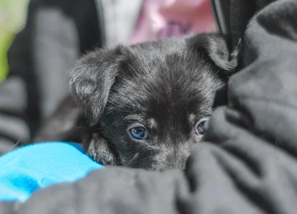 Pet Care Retrato Cachorro Preto Rafeiro Nos Braços Homem — Fotografia de Stock