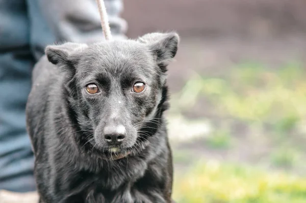 black mongrel dog on a leash in fear